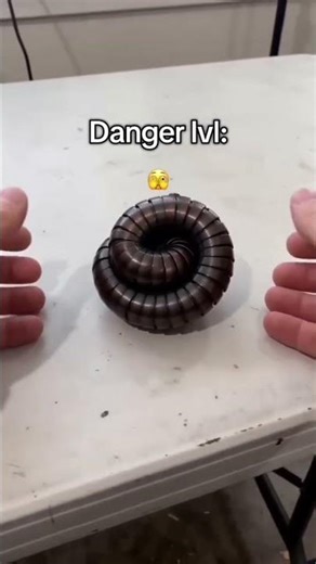 Snake Turns Into a Ball 😱This Snake Can Become a Perfect Ball #viralvideo