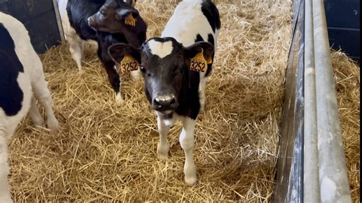 Dans cette ferme des Côtes-d'Armor, ils élèvent la Bretonne Pie Noir, une race bovine menacée