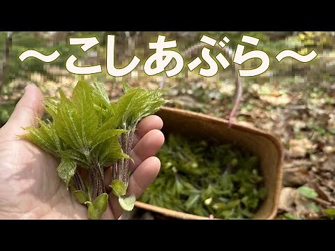Head to the mountain behind the house to harvest Koshiabura! How to identify and harvest