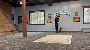 Daisy, 1 week board and train, on leash obedience | American Success Dog Training