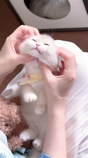 Today’s Softness Comes from This Kitten🧸😻💕 #cat #cute #cats #kitten #catlovers