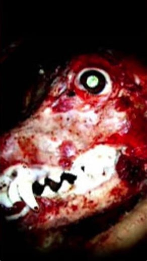 scp nine tail fox mod all the picture for the mod..I can't play the mod help me