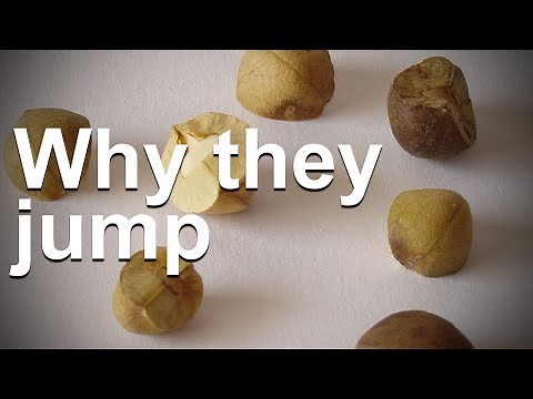 Why Do Mexican Jumping Beans Jump?