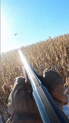 Pheasant hunt in North Dakota, late season! #pheasant #hunting #outdoors #birdhunting #northdakota