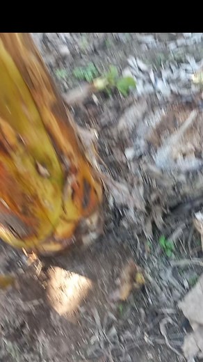 Aplicación de Insecticida y Acaricida en Agricultura