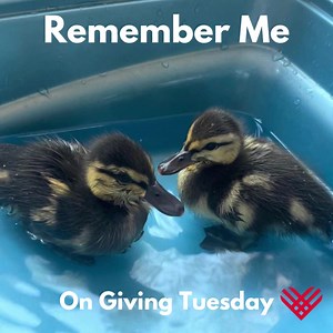 19 reactions | Please help Lake Tahoe Wildlife Care (LTWC) support and treat orphaned and injured animals and birds so they can be released back into the wild. Your cash donation is tax deductible. Thank You! #givingtuesday2022 #GivingTuesday #LakeTahoeWildlifeCare #LTWC #laketahoe #rescuerehabrelease #wildlifeconservation #tahoewildlife #rescuerehabrelease #wildlifeheros #sierranevada #wildlifeplanet #ducklings #ducklingsofinstagram | Lake Tahoe Wildlife Care, Inc. | Facebook