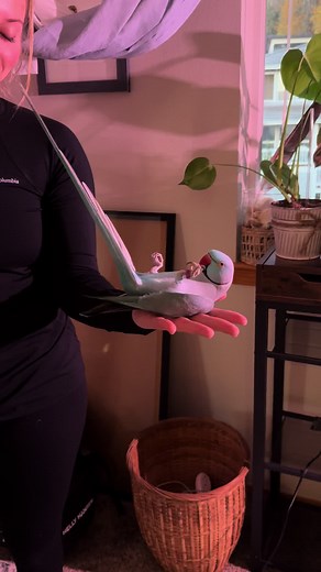 Funny Indian Ringneck Bird Videos Compilation