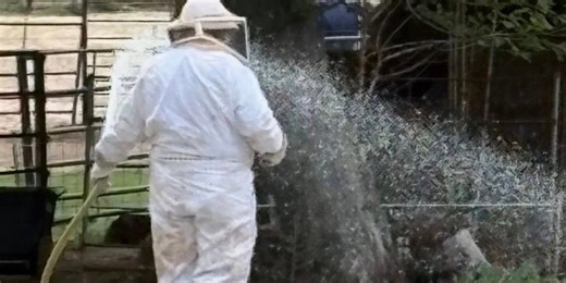 Swarm of 'relentless' bees kill Texas family's beloved rodeo horses, firefighters say