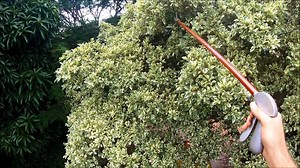 A week ago, I was called for this green snake on the Berea. Before I saw the photo, I was sure it would be a Spotted Bush Snake. Green Mambas do not naturally occur in the built up Berea. But then the photo came through, and what a surprise! A really fun yet nerve-wracking rescue! To me the ladder didn't look all that stable, but I promise you, while I climbed up and down it, it didn't move an inch! MASSIVE Thank you to the team from the fire department for their brilliant effort and help! Thank