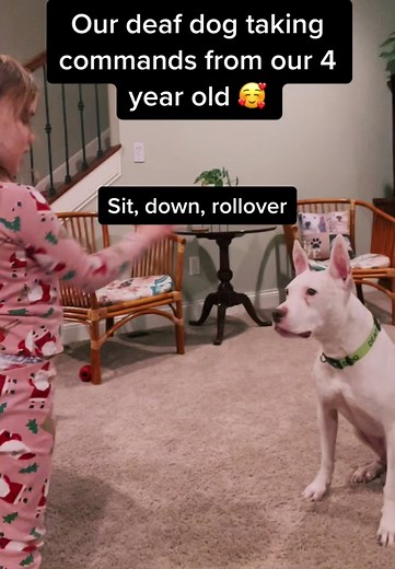 Teaching Commands to Deaf Dogs with Sign Language