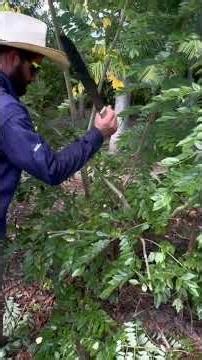 Moringa vs. Gliricidia: Why Moringa is MUCH better for Forage? 🌿🐄