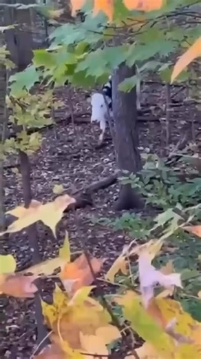 Farm Sanctuary on Instagram: "We can’t believe it’s already been a year since we welcomed Olive to our NY sanctuary! Last year, our rescue team worked nonstop for 6 weeks to secure Olive, a runaway dairy industry survivor. Olive was on the loose after she made a brave dash for freedom from a NY dairy farm/. The situation grew more urgent once we learned that she might’ve given birth, and our team found Olive’s baby in the woods, desperate for medical care. Sadly, Olive’s baby was found to have u