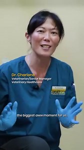 Happy World Pangolin Day! Join us on the amazing journey of Springle - a rescued baby Sunda pangolin! 🎉 From experiencing setbacks like initial weight loss to achieving heartwarming milestones to eat and forage with vigour, Springle had benefited from the unwavering dedication of our staff members who nursed him back to strength and prepared him for his return to wilderness. As we bid Springle goodbye, we would like to recognise the effort of our community, including ACRES Singapore for his res