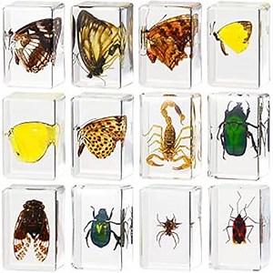 Macarrie 12 Pcs Insect Specimens, Bugs Collection Real Specimens of Butterflies and Beetles Made of Resin for Kids Classroom Science Education Animal Collection, Bug Preserved, Biology(Butterfly)