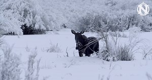 185K views · 3.9K reactions | Join this exclusive winter wildlife adventure to see wolves, elk & bison. 7 days $6695 | Natural Habitat Adventures | Facebook