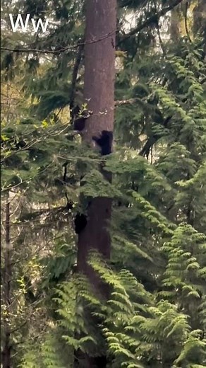 Black Bears Climbing a Tree | Wild Nature Moment #Shorts #wildlifeshorts #animalshorts
