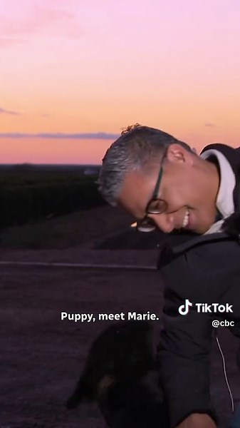 Stray Dog Steals the Show on The National