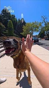 We met a strong and silly Belgian Malinois! #malinois #dog