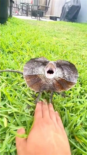 Before vs After Animals Growing Up | Amazing Animal Transformation #shorts #animals
