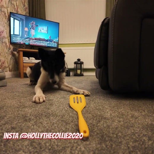 Holly The Collie Spatula Trick