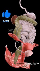 Anatomy of the female Digestive & Repr0-ductive system ✨ ♀️ . . . . #pregnancy #baby #anatomy #heart #pregnancy #pregnant #baby #medicina #doctor #माहवारी #月経 #임신 #妊娠 #gravidez #fetal #love #shorts #viral #Childbirth #new_life #طفل #infant #ベイビー #베이비 #Smart_Doctor #shorts #viral #femalemodel #Female | Smart Doctor Ultra