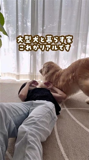 🐶大型犬と暮らす我が家の新しい相棒✨ #PR #MOVA #MOVA空気清浄機 #PurisP10
