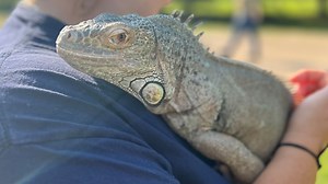 Winking Lizard iguana finds new home at African Safari Wildlife Park in Port Clinton