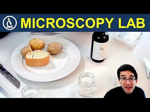POTATO STARCH made visible for microscopy (long video) 🔬 230