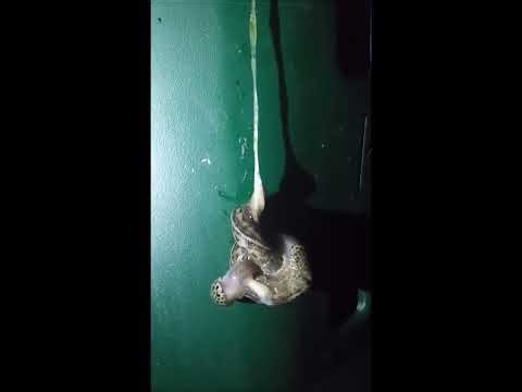 Mating of leopard slugs, ending