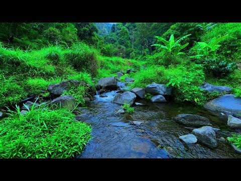 Mountain Stream Flowing. Gentle Water Sounds. Relaxing Nature Ambience for Deep Sleep