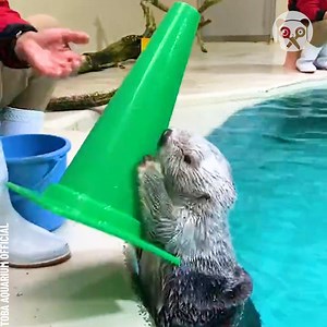12K views · 300 reactions | Playing with the cutest sea otters in the world Partner: toba_aquarium.official IG: https://www.instagram.com/toba_aquarium.official/ YT: https://www.youtube.com/@TobasuiChannel/videos | Bored Panda Animals | Facebook