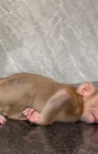 Grumpy Baby Monkey Throws a Tiny Tantrum!