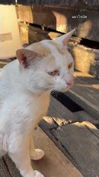 ไข่ย้อยแมวขโมย #cat #catbert #คนรักแมว #ทาสแมว #funny #cute #แมวโรเบิด #แมวจร #แมวจรก็มีหัวใจ #pets