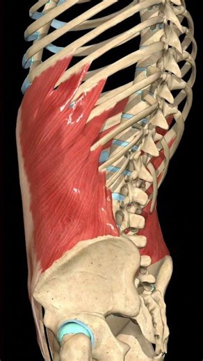 External Oblique Muscle: Posterior Pelvic Tilt Action | 3D Anatomy