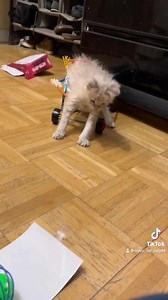 This is Tipsy’s story. If you remember when Tipsy first came to the shelter, she was in very rough shape and we did not know if she would make it. She went home with our Cattery Manager and never came back. No one knew it at the time but she was there to stay. Her family could not love this special lady more. She is a happy, healthy and very love kitty and is now 4 months old. | Humane Society for Inland Mendocino County