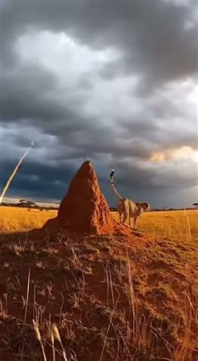 Cheetah Surveying Prey from Tall Vantage