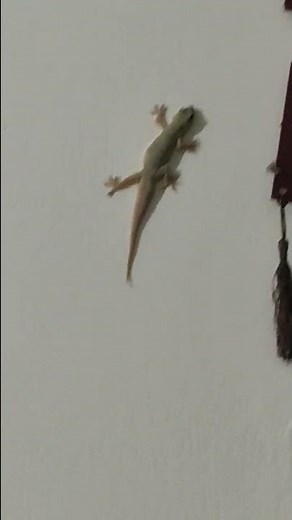 Lizard Sounds At Night Gecko