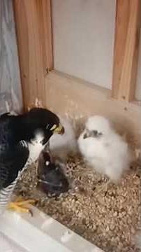 CCTV LIVE BREEDING OF PEREGEEN FALCON #birdsofprey #nest #nestbox