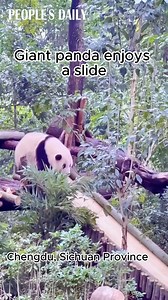 4.1K views · 271 reactions | Just one slide and all of giant #panda superstar Hua Hua's worries melt away! #TrendinginChina | Xi's Moments | Facebook
