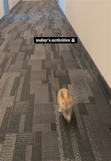 Big Plans, Tiny Legs: Playful Bunny Moments