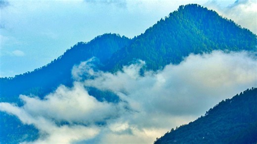 Himalayan plants long used by tribals found to hold modern medical potential