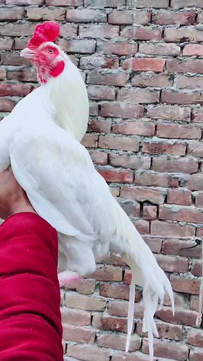 3.3K views · 124 reactions | MashAllah#viral | Ahsan awan - pindi aseel | Facebook