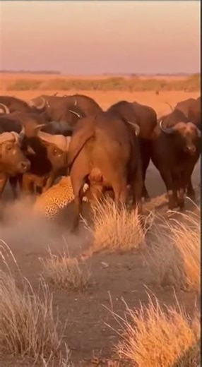 Buffalo Herd LAUNCHES Leopard - SAVES Their Own! 🐃 무리구출 🐃 群れ救出 #viral #shorts