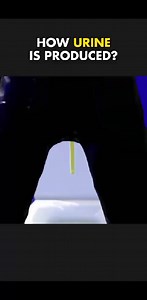 9.7K views · 55 reactions | How urine is formed inside your body? Subscribe our YouTube channel for more videos. https://www.youtube.com/@Scientificreview488 | The Surgery | Facebook