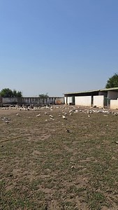 1.4K reactions · 31 shares | Sicilian Village Romania #amaliabellantoni #disaster #calarasi #romania | Amalia Bellantoni | Facebook