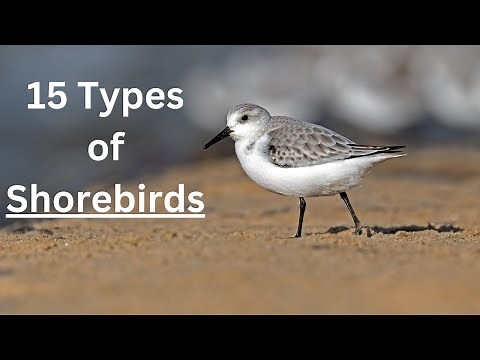 15 Types of Sea - Shore Birds | Birds Living Near Sea (Shorebirds)