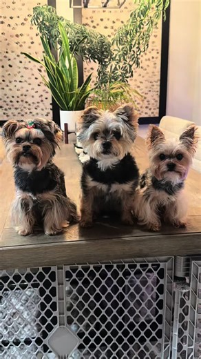 High-Quality Baby & Dog Toys for Fun