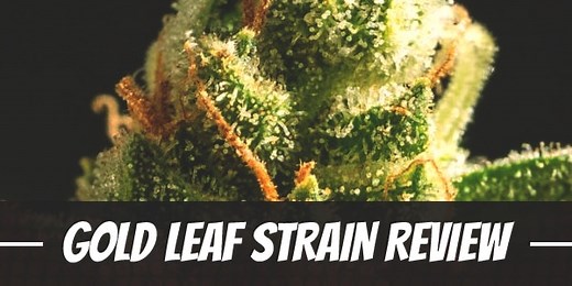 Gold Leaf Cannabis Strain Information and Review