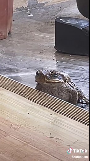 Toad Characteristics and Behavior in Outdoor Settings