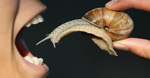 10 Overlooked Or Obscure Animal Anatomical Details